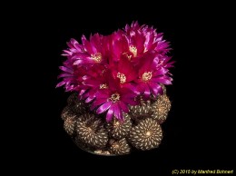 Sulcorebutia tiraquensis v. totorensis HS151 1210